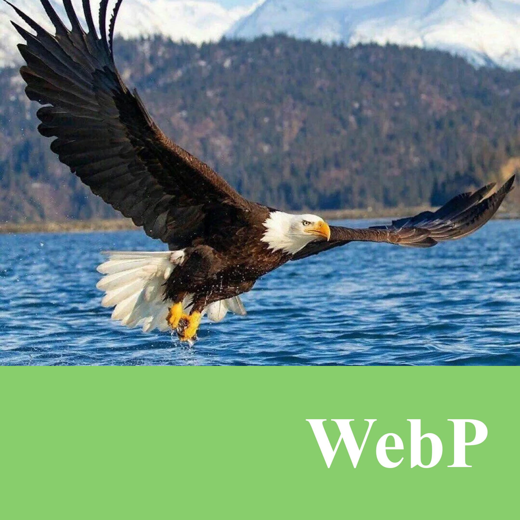 044 &#8211; 24AI – تحويل الصورة إلى WebP