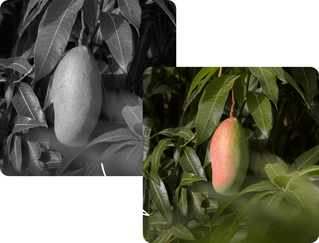 085 &#8211; 24AI — Make a black-and-white image into a color image